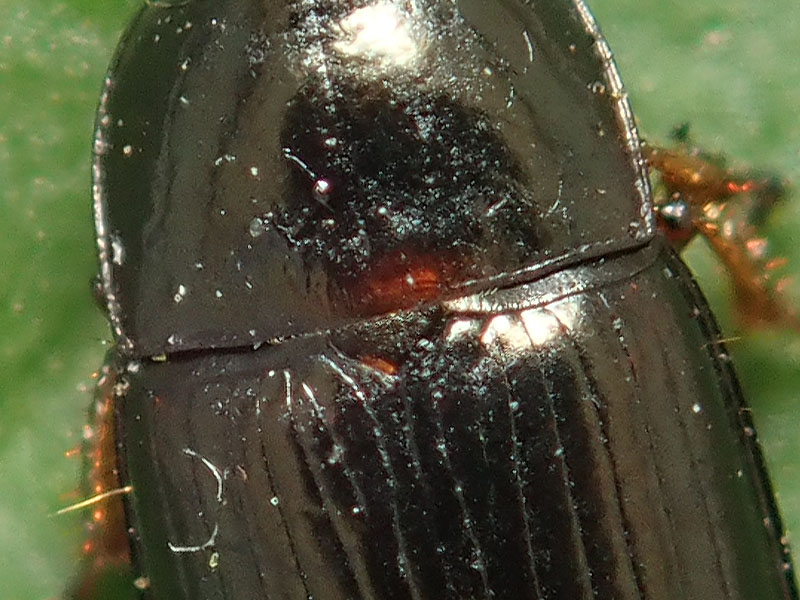 Carabidae: Harpalus? No, Amara lucida